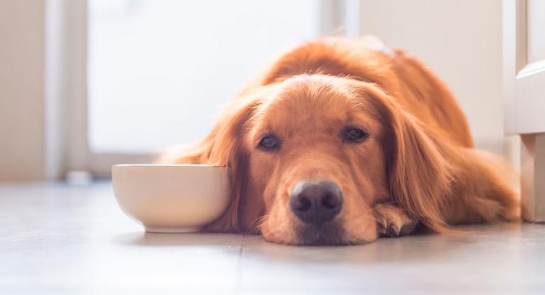 Los perros pueden deprimirse y tener síntomas similares a los de las personas.