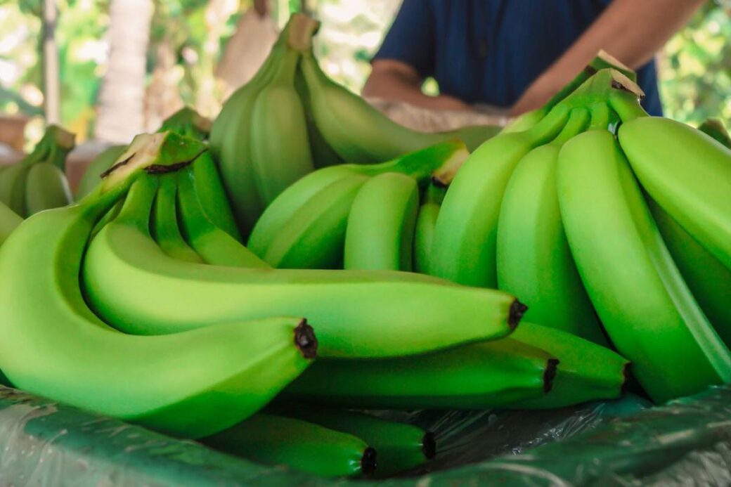 Ecuador es el principal exportador mundial de la fruta. Unos 250 mil empleos dependen del negocio.