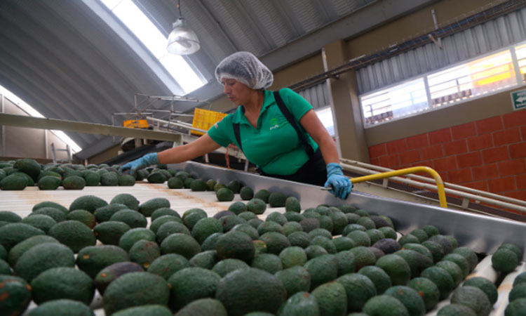 El aguacate se ha convertido en uno de los productos de mayor crecimiento dentro de la oferta no tradicional del país.