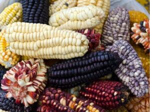 Los cultivos de maíz serán los más afectados con el cambio climático