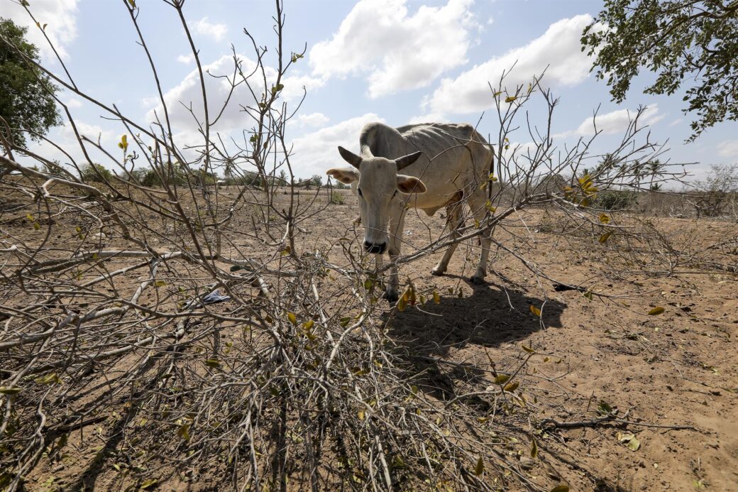 ONU advierte de millones de muertes por hambre debido a la sequía y la guerra