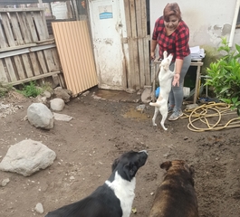 Venta de garaje y campaña de adopción de mascotas en Ambato