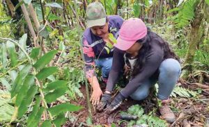 Reforestación, alternativa para evitar deslaves en la vía Alóag