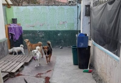 En este espacio viven decenas de perros rescatados de las calles.