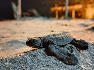 La sociedad pone en peligro la conservación de tortugas marinas