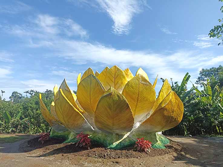 LLAMATIVA. El color amarillo y la forma de la flor atrae a los turistas.