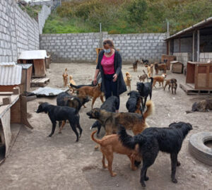 Falta de alimentos pone en peligro a perros de los albergues de Tungurahua