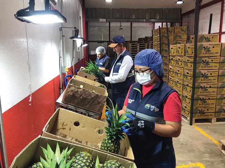 EMPRESAS. Las piñas se cultivan en las 3.071 hectáreas, ubicadas en las vías a Chone, Quinindé y Quevedo