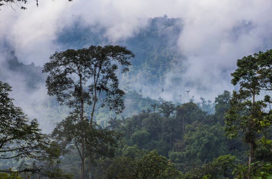 Investigación de la UNL revela variaciones climáticas en ecosistemas forestales