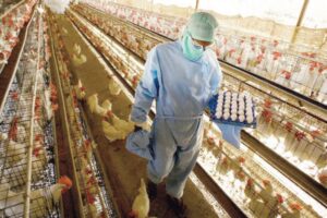 Leche botada y pérdidas millonarias en el sector avícola son consecuencias del paro
