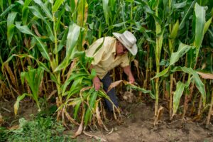 ¿Es real el peligro de escasez de alimentos en el mundo y en Ecuador?