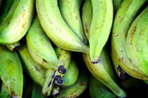 Cómo cultivar plátanos en los patios de sus viviendas