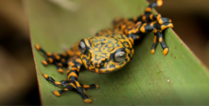 Presentan una nueva especie de rana que habita en bosques húmedos de Ecuador