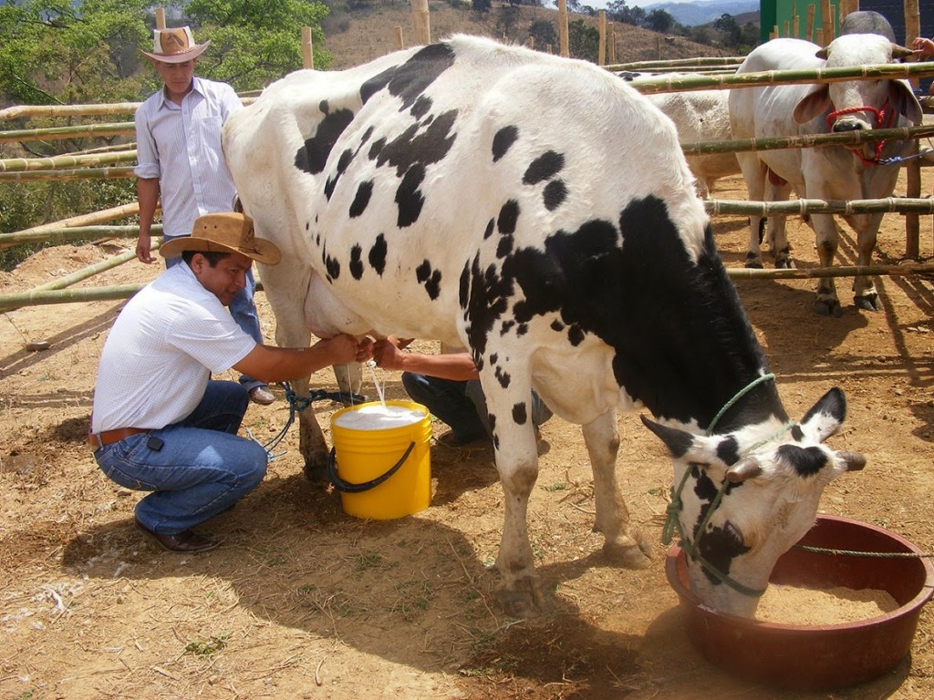 Ley para la fijación del precio de la leche deja sin solución la informalidad y la falta de competividad