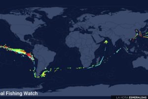 Calamar Gigante: Ruta y Pesca ilegal