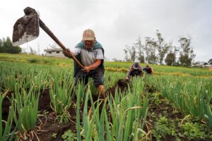 Más de $14 millones se destinarán a subsidios agrícolas