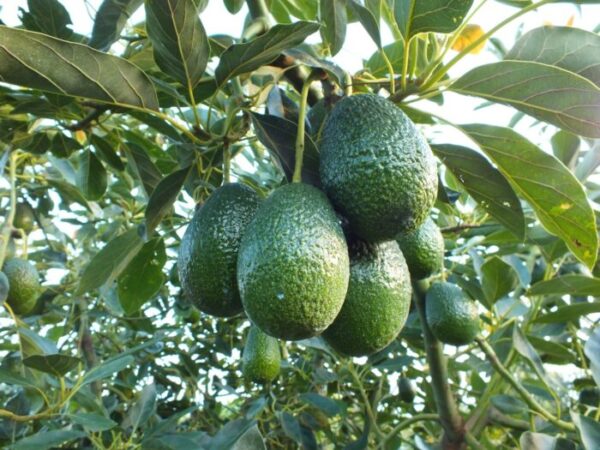 El aguacate ecuatoriano es un ‘boom’ en el mercado extranjero