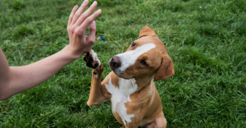 Taller de adiestramiento canino en Quisapincha