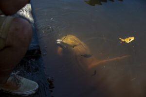 El Yasuní, un santuario para delfines rosados en la Amazonía