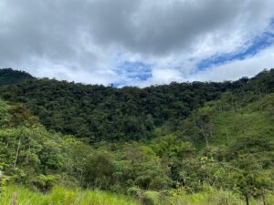 Riqueza. La mayor parte de la reserva consiste en bosques primarios.