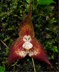 Especies. La reserva adquiere su nombre por la presencia de orquídeas Drácula. 