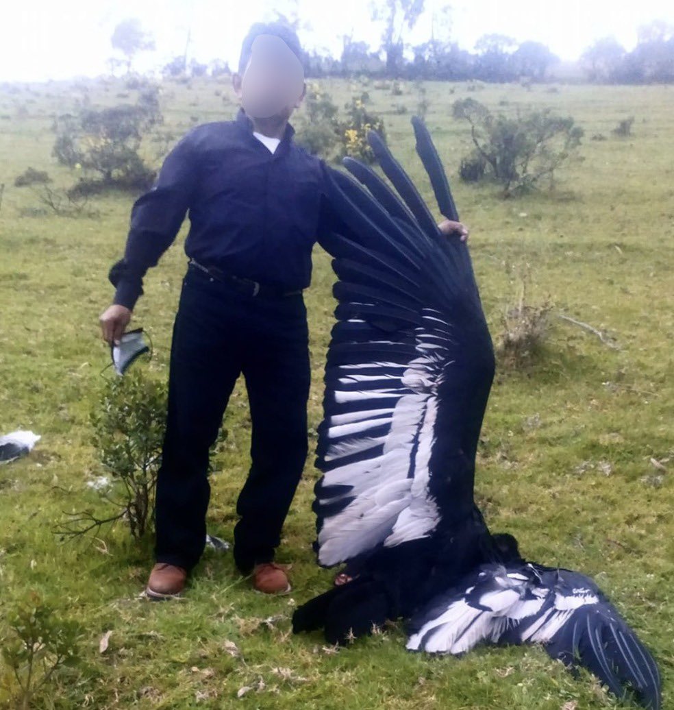 Investigan la muerte de una cóndor hembra adulta en Imbabura