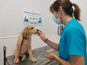 Jornada de esterilizaciones para mascotas en Santa Rosa