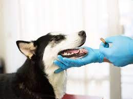 Las personas pueden acercarse con sus perros para que reciban la dosis de manera gratuita.