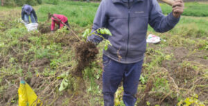 Se reduce la producción  de papa en Tungurahua