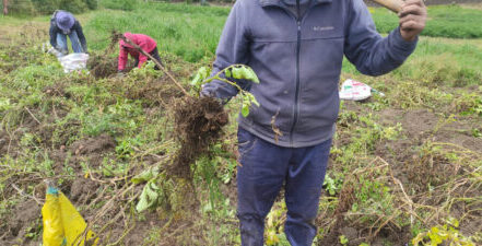 Se reduce la producción de papa en Tungurahua