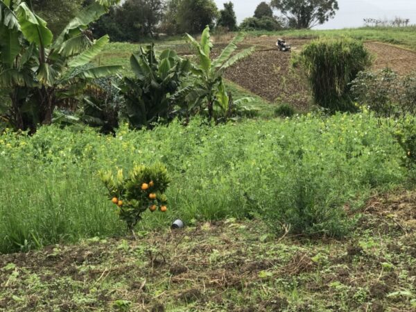 Pacificar y despolitizar el agro ecuatoriano