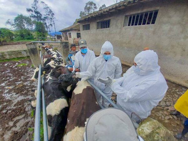 En Loja vacunarán a 195 mil bovinos contra la fiebre aftosa