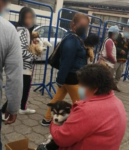 Las condiciones en las que son comercializados los perros es ilegal y sufren maltrato.