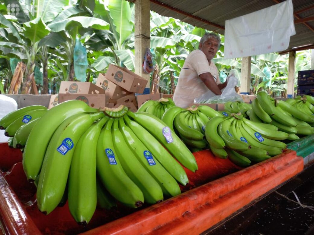 Pequeños productores bananeros alertan sobre la pérdida de 20.000 hectáreas de cultivos
