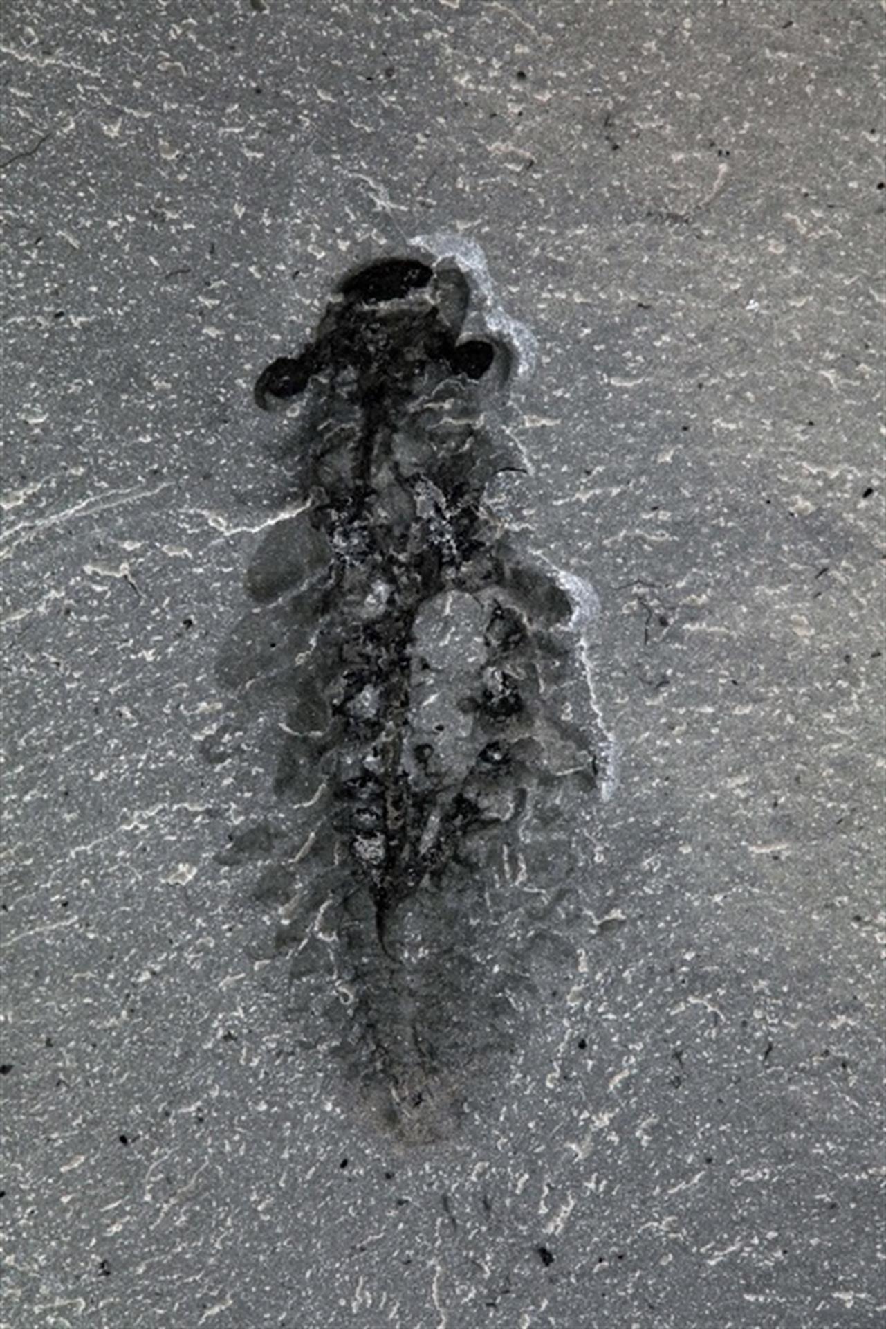 Fósiles de 500 millones de años hacen replantear la evolución de los insectos