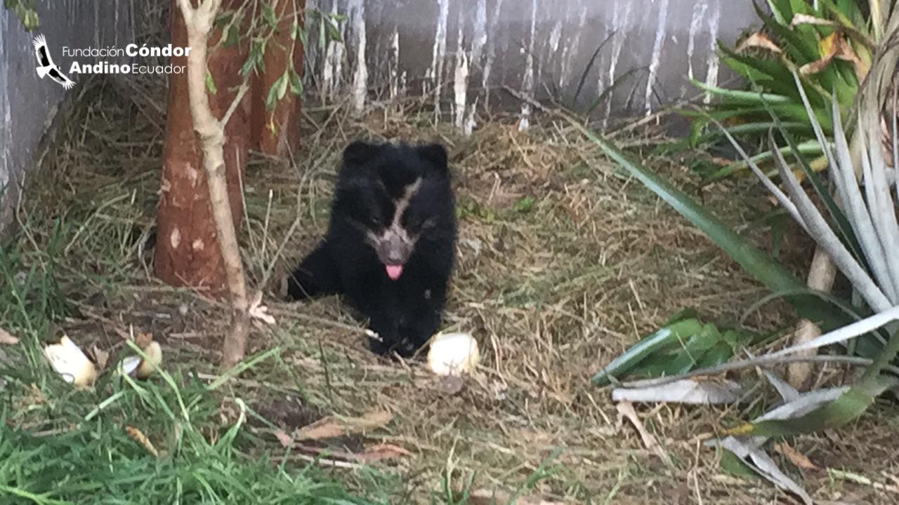 Lumbaqui, el oso de anteojos que necesita comida