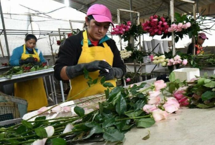 CRISIS. Actividades como la florícola caerán hasta 7% al final de 2022.