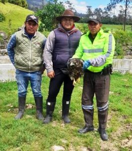 Rescatan un águila en un inmueble rural de Ibarra