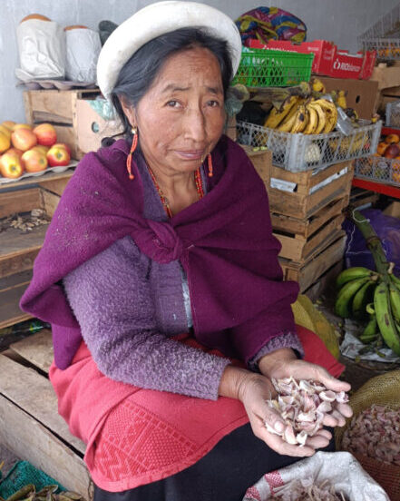 El ajo se produce mínimamente en la zona alta Chibuleo.