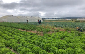 Jornaleros del campo no ganan ni el 30% de la canasta básica