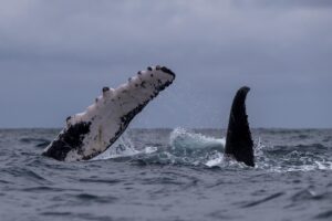 Las ballenas jorobadas llegan al mar ecuatorial por amor y por sus crías