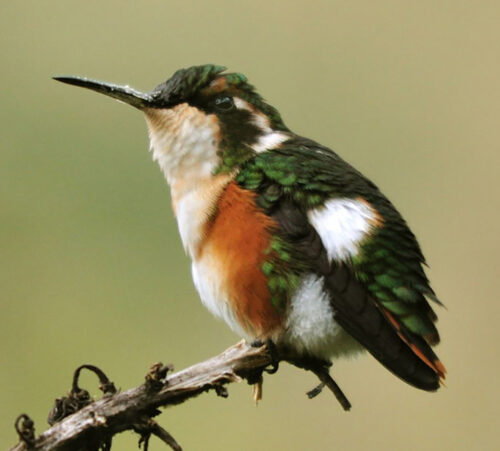 El colibrí Bunga recorre los paisajes alimentándose del néctar de las flores.