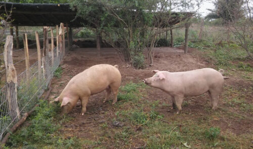 La producción porcina desplaza cultivos de habas, arvejas y papas