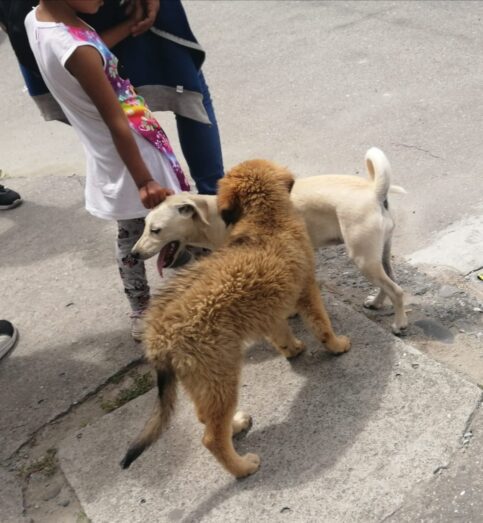 318 casos de maltrato animal juzgados en Loja