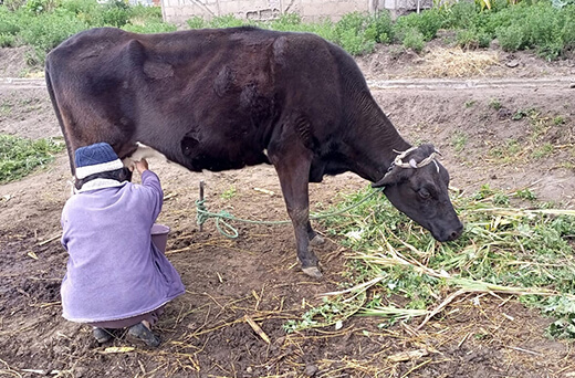 Productores esperan que se cumpla con el pago justo del litro de leche cruda