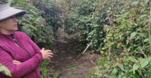 Tungurahua, potencial  productor de mora y fresa