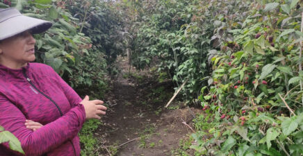 Tungurahua, potencial  productor de mora y fresa