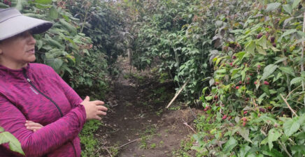 Tungurahua, potencial productor de mora y fresa