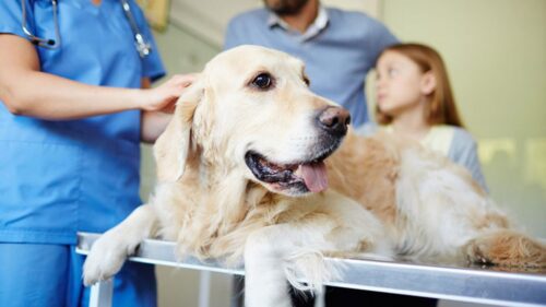 Las personas pueden acercarse a esterilizar a sus mascotas de manera gratuita.