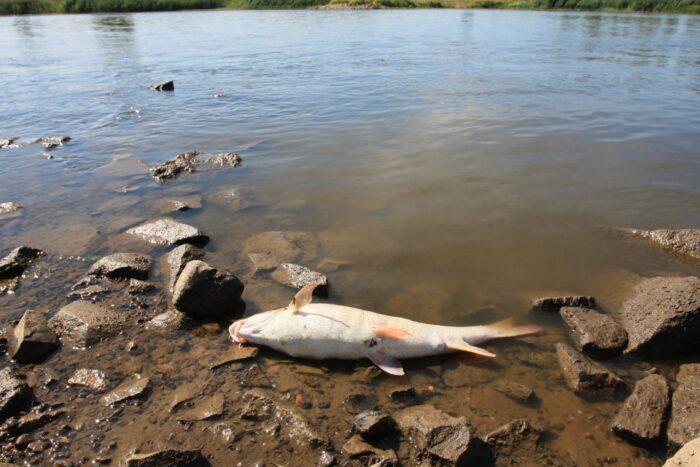 Gestión. En el río se retiran los peces muertos para evitar la propagación del presunto envenenamiento a las aves u otros animales.